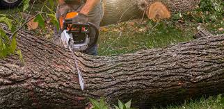 Professional Tree Care Services in Audubon, NJ