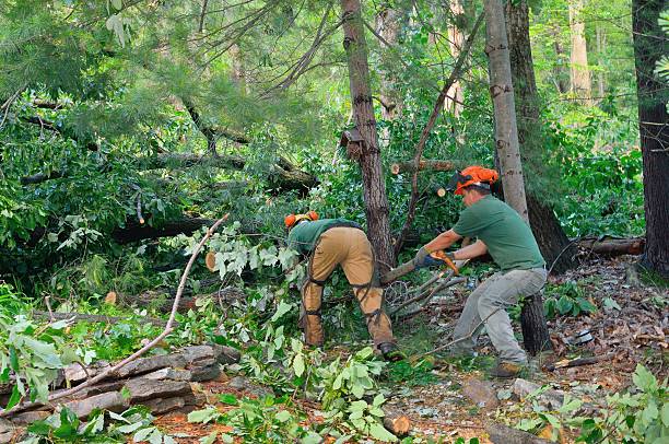 How Our Tree Care Process Works  in  Audubon, NJ