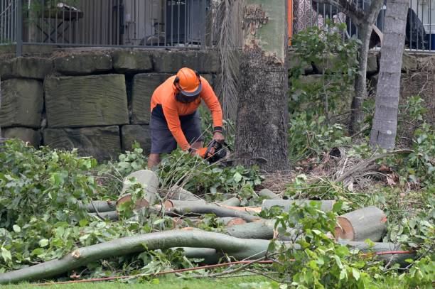 Best Stump Grinding and Removal  in Audubon, NJ