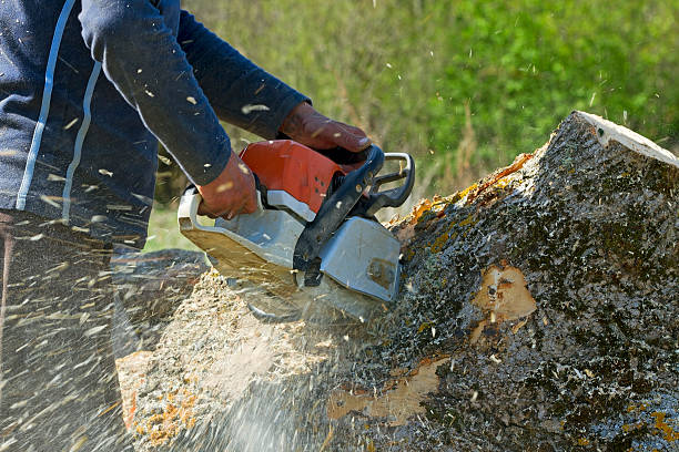 Best Tree Maintenance Programs  in Audubon, NJ